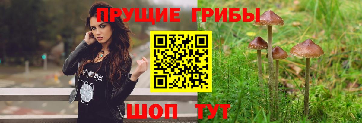 купить   Липецк  Галлюциногенные грибы Psilocybine cubensis 